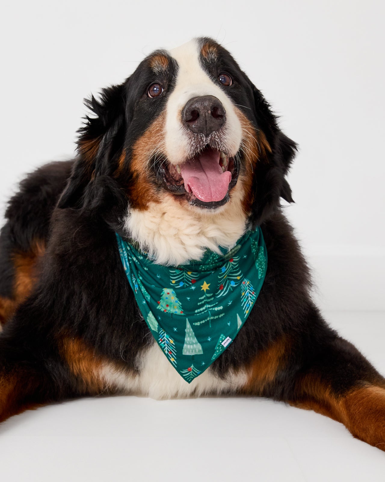 Large dog wearing the Twinkling Trees Pet Bandana