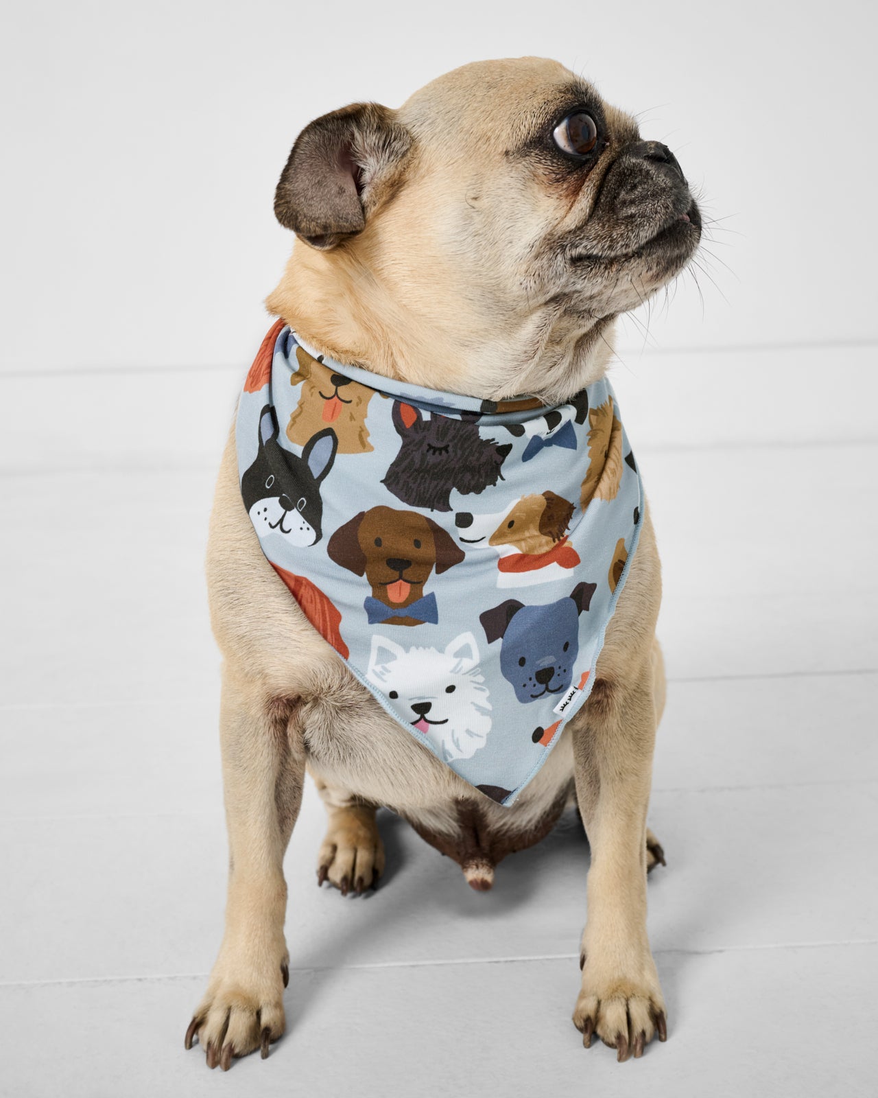 Pug wearing the Gray Puppy Parade Pet Bandana