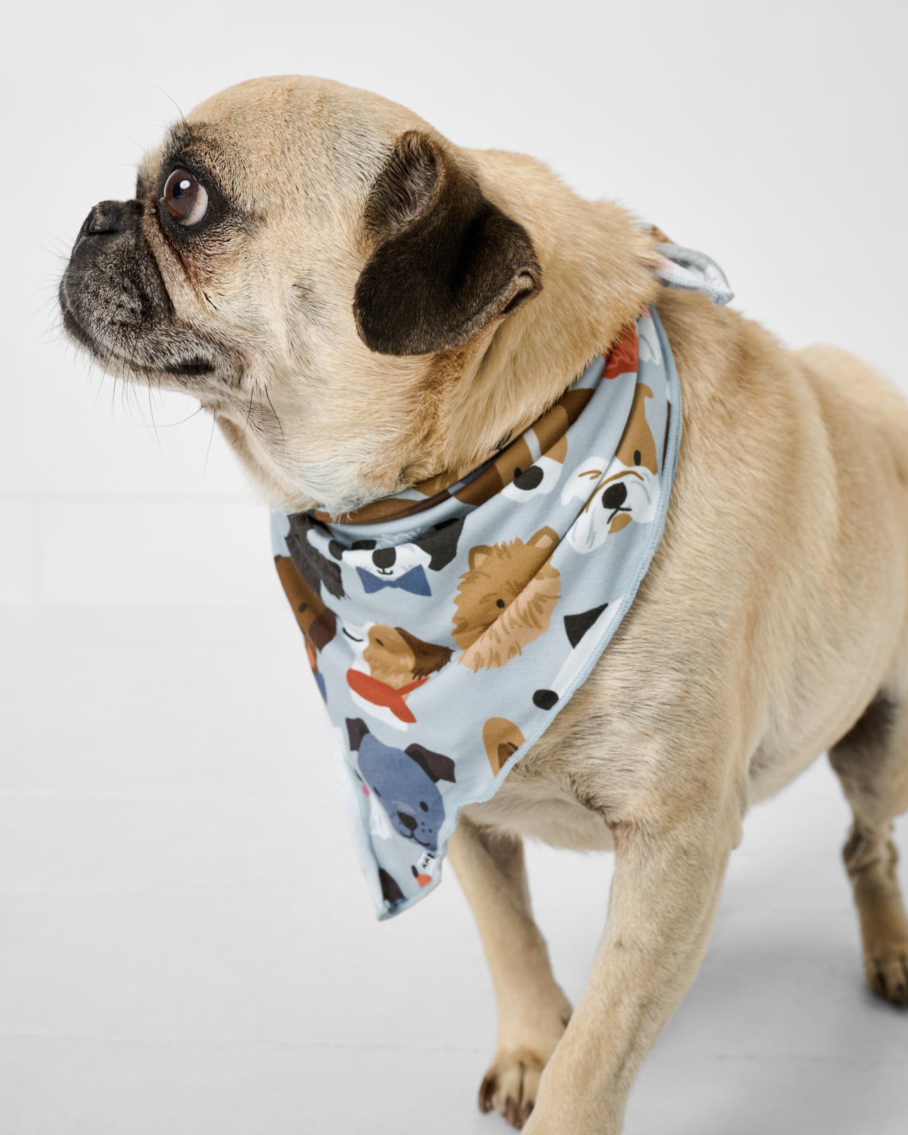 Small dog wearing the Gray Puppy Parade Pet Bandana