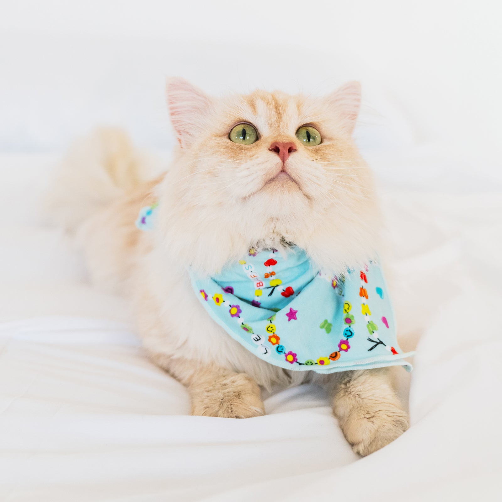 Cat wearing the Friends Forever Pet Bandana