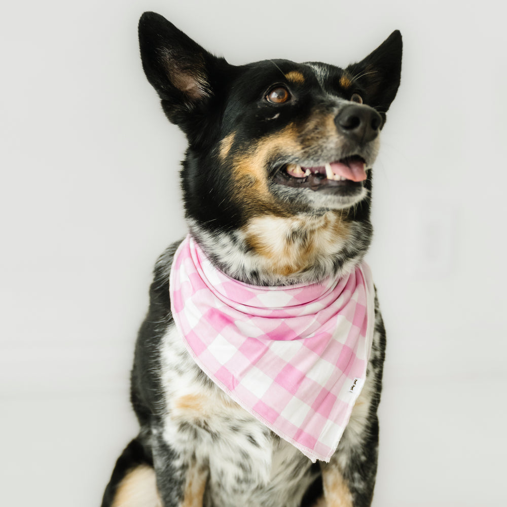 Close up image of a dog wearing a Pink Gingham pet bandana