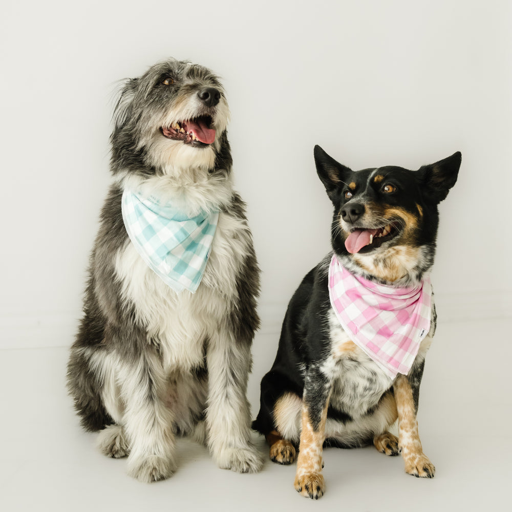 Two dogs sitting together wearing matching Pink and Aqua gingham pet bandanas 