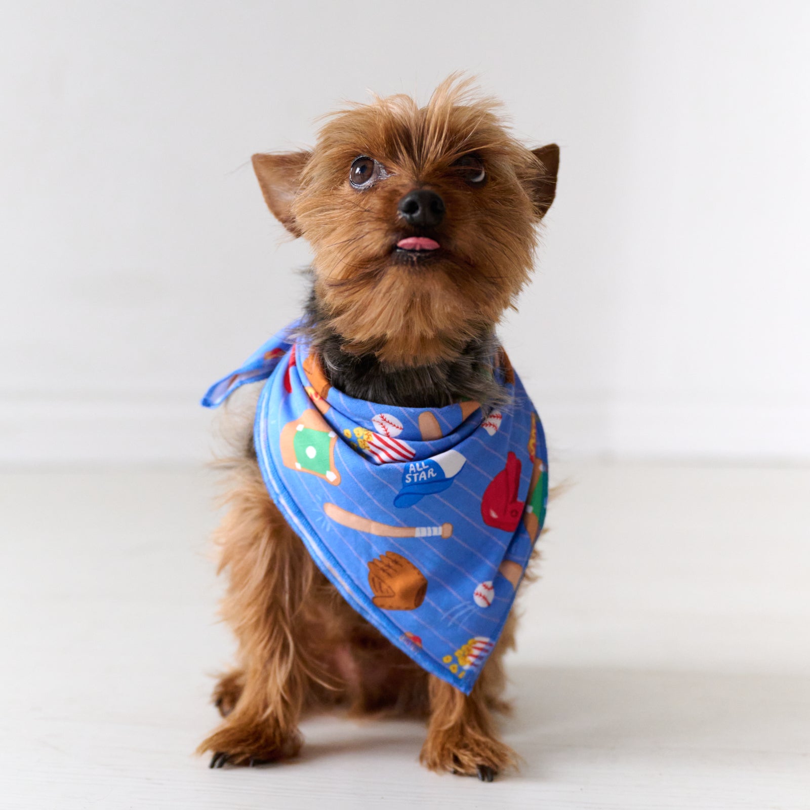 Sitting dog wearing a Blue All Stars pet bandana