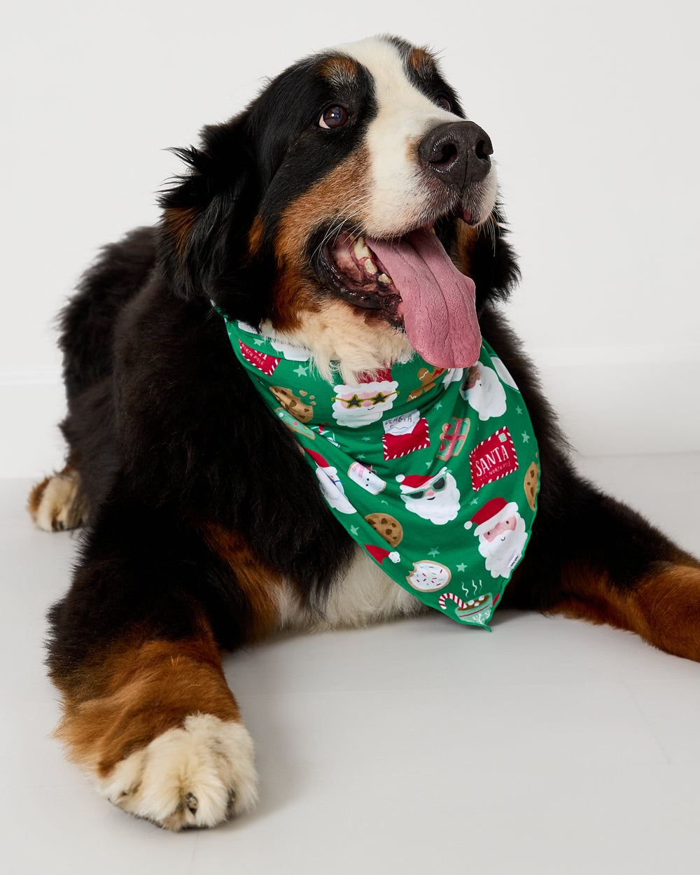 Large dog wearing the Cookies for Santa Pet Bandana