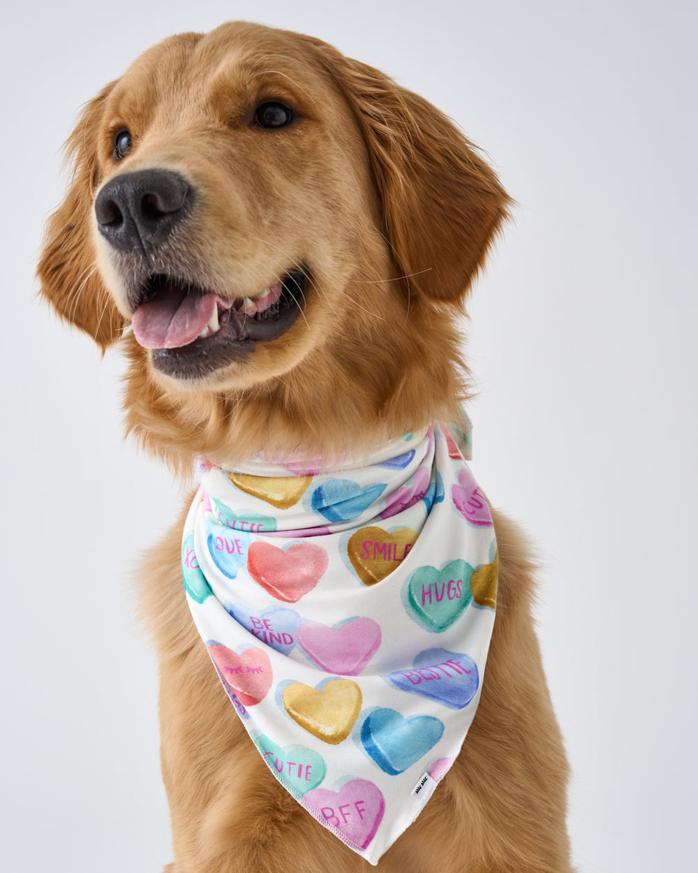 Close up of Golden Retriever wearing the Candy Cuties Pet Bandana