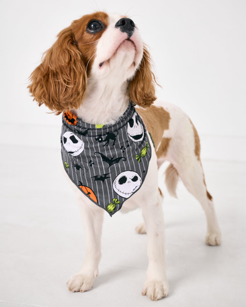 Small dog wearing the Disney The Nightmare Before Christmas Pet Bandana