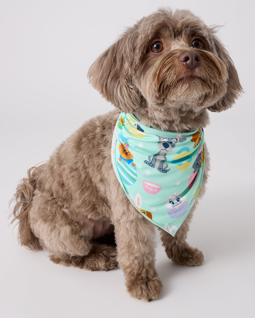 Small dog wearing the Disney Peekaboo Pets Pet Bandana