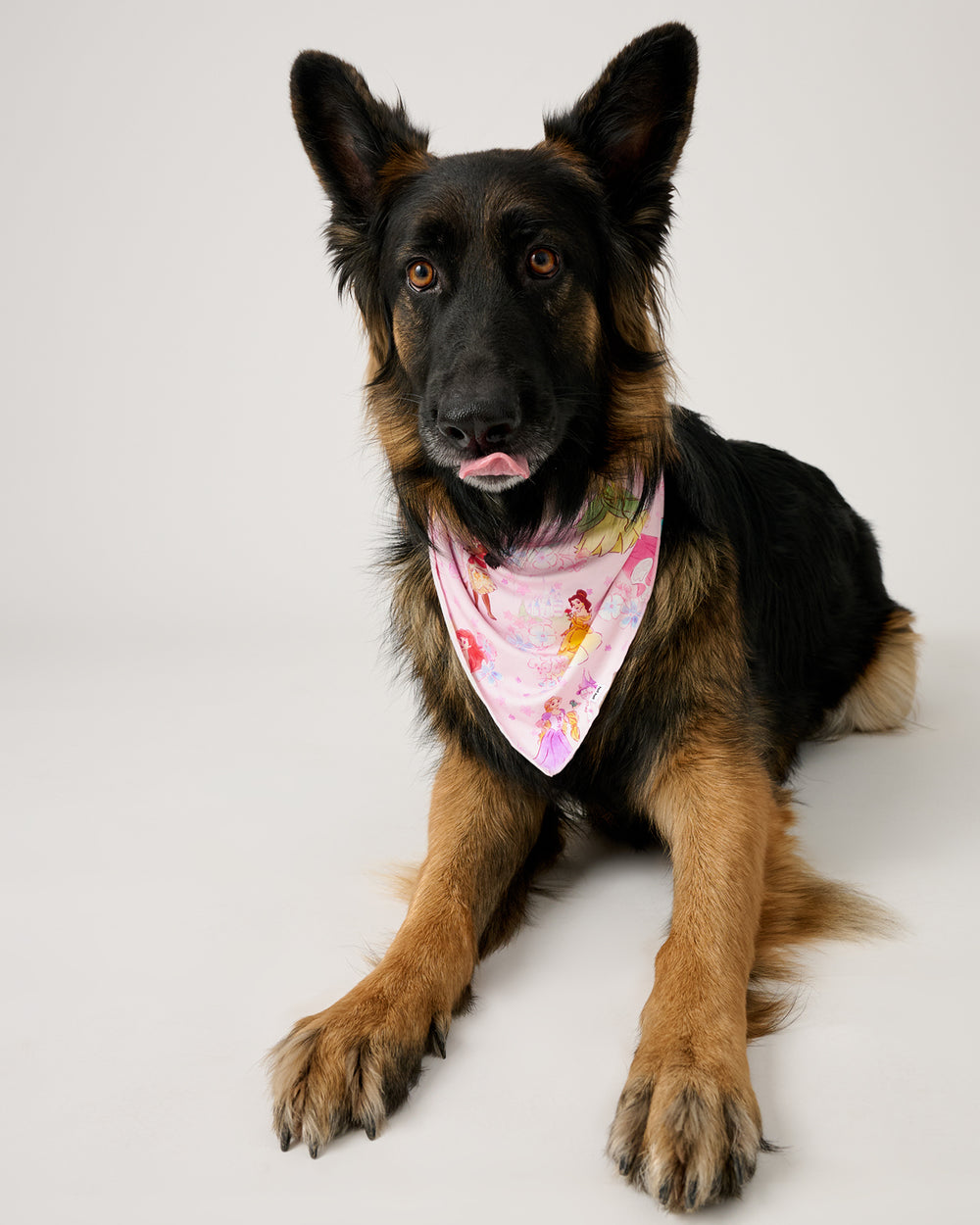 Large dog wearing the Disney Princess Garden Pet Bandana