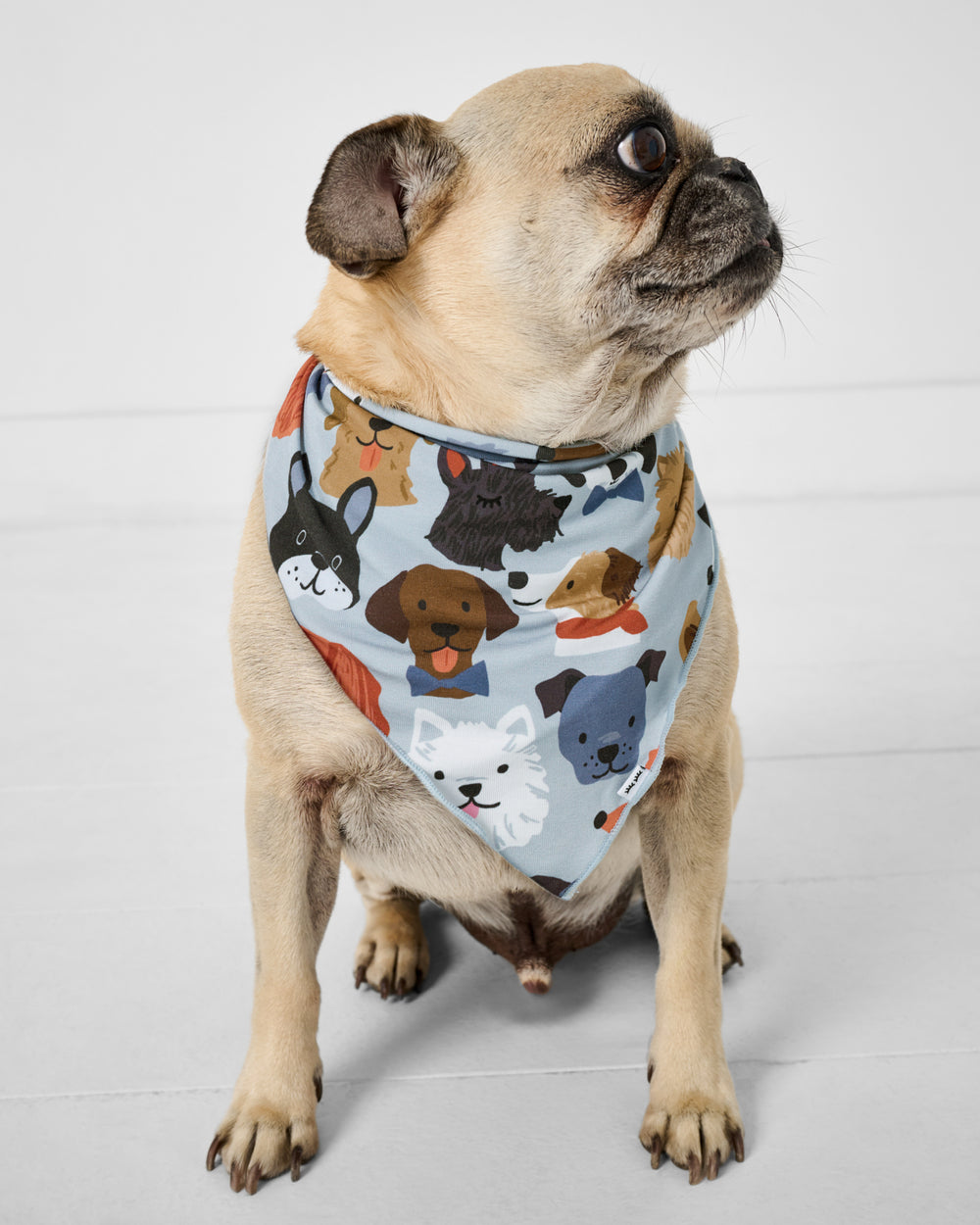 Pug wearing the Gray Puppy Parade Pet Bandana