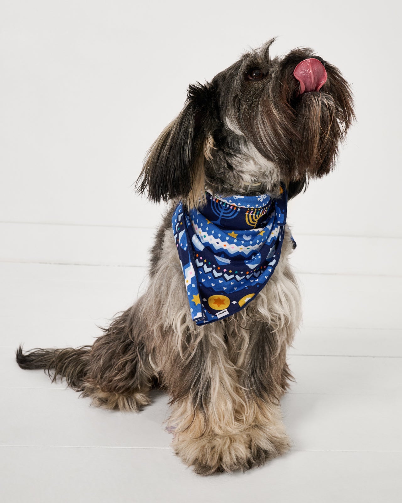 Sitting dog wearing the Hanuakkah Fair Isle Pet Bandana