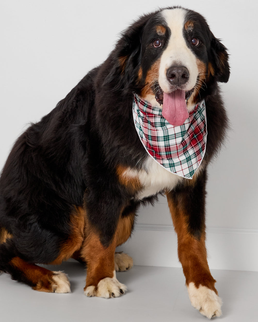 Large dog wearing the Holly Plaid Pet Bandana