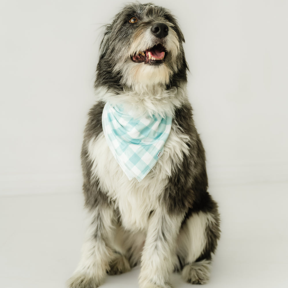 Dog wearing an Aqua Gingham pet bandana 