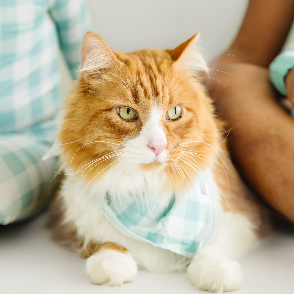 Close up image of a cat wearing an Aqua gingham pet bandana 