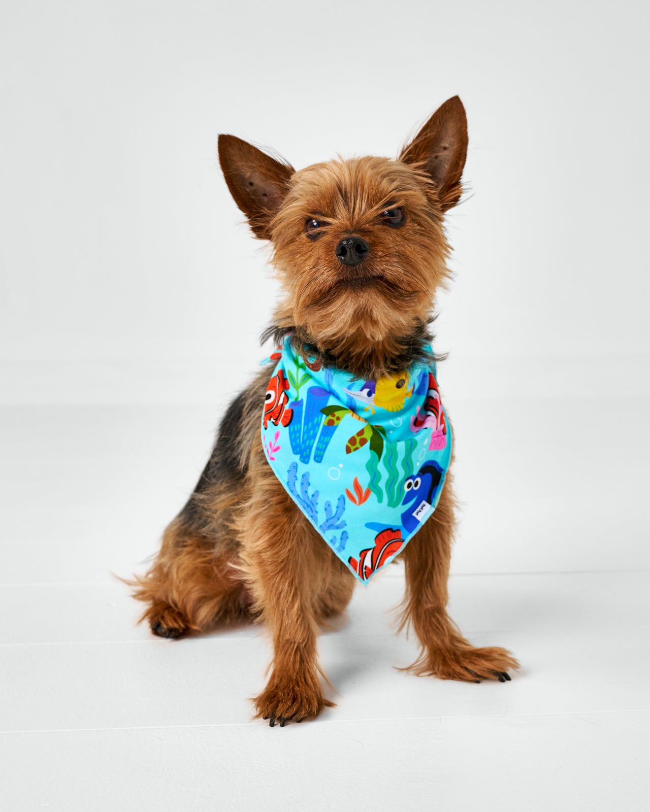 Small dog wearing the Disney Nemo's Reef Pet Bandana