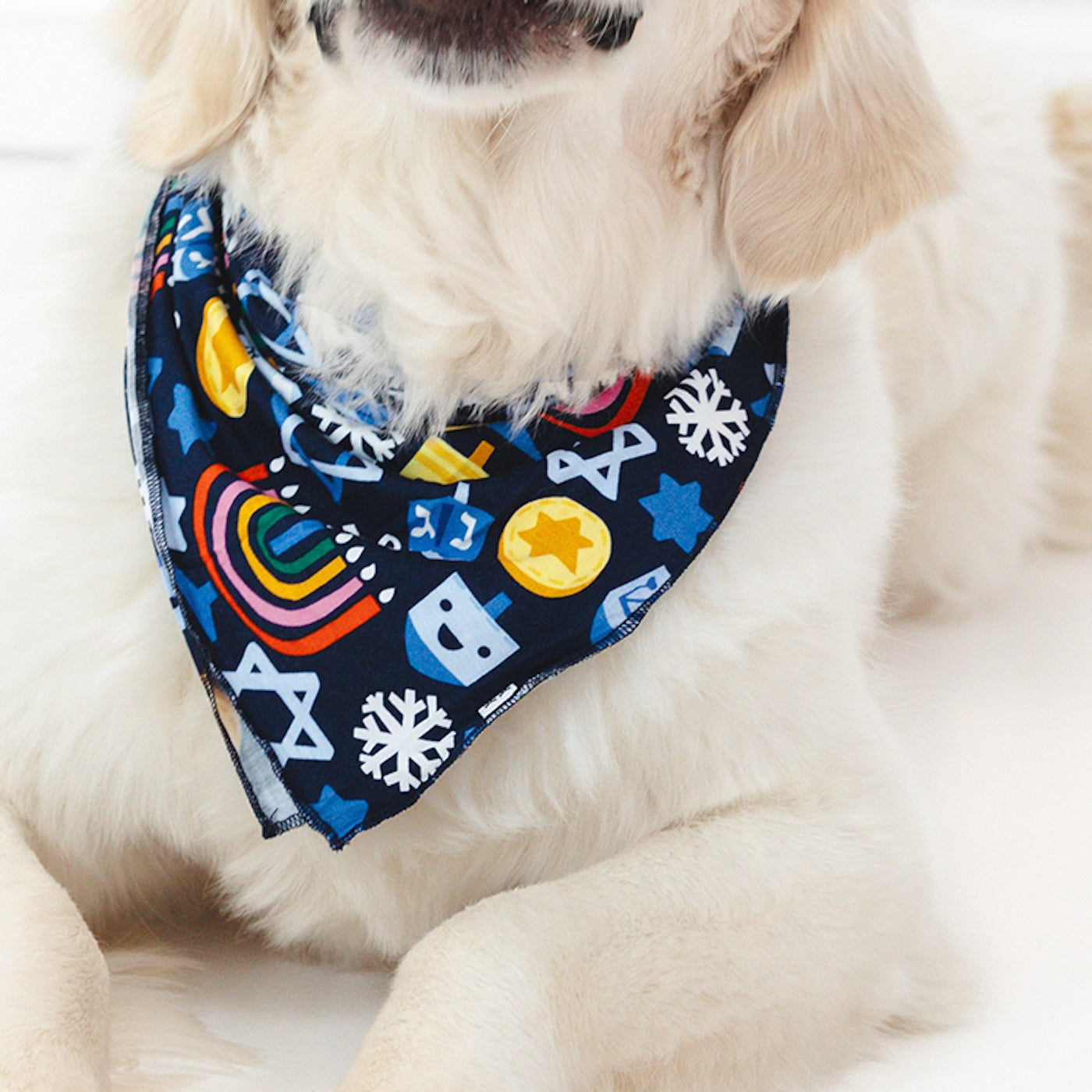 Close up image of a dog wearing a Playful Dreidels Pet Bandana