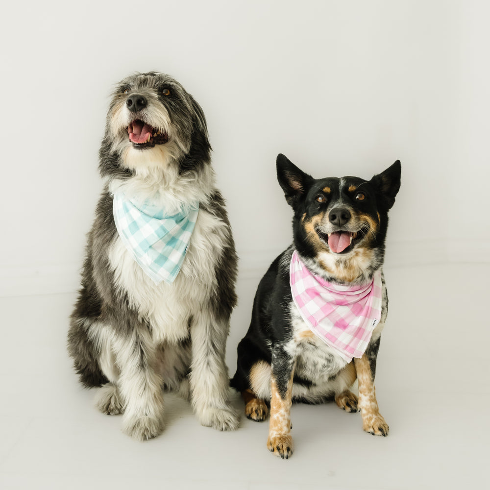 Two dogs sitting together wearing matching Pink and Aqua gingham pet bandanas