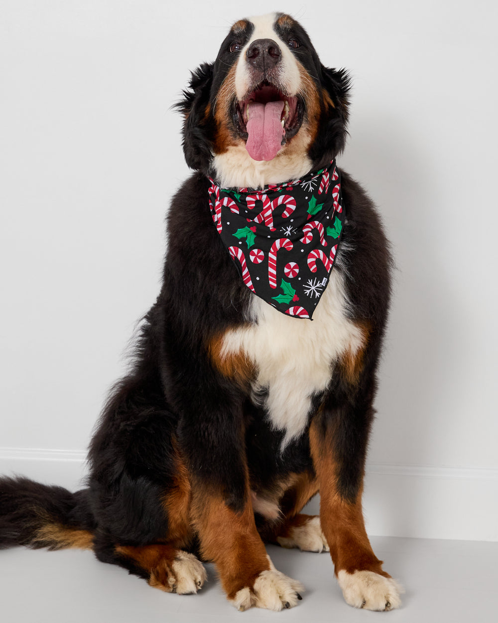 Large dog wearing the Merry Mints Pet Bandana
