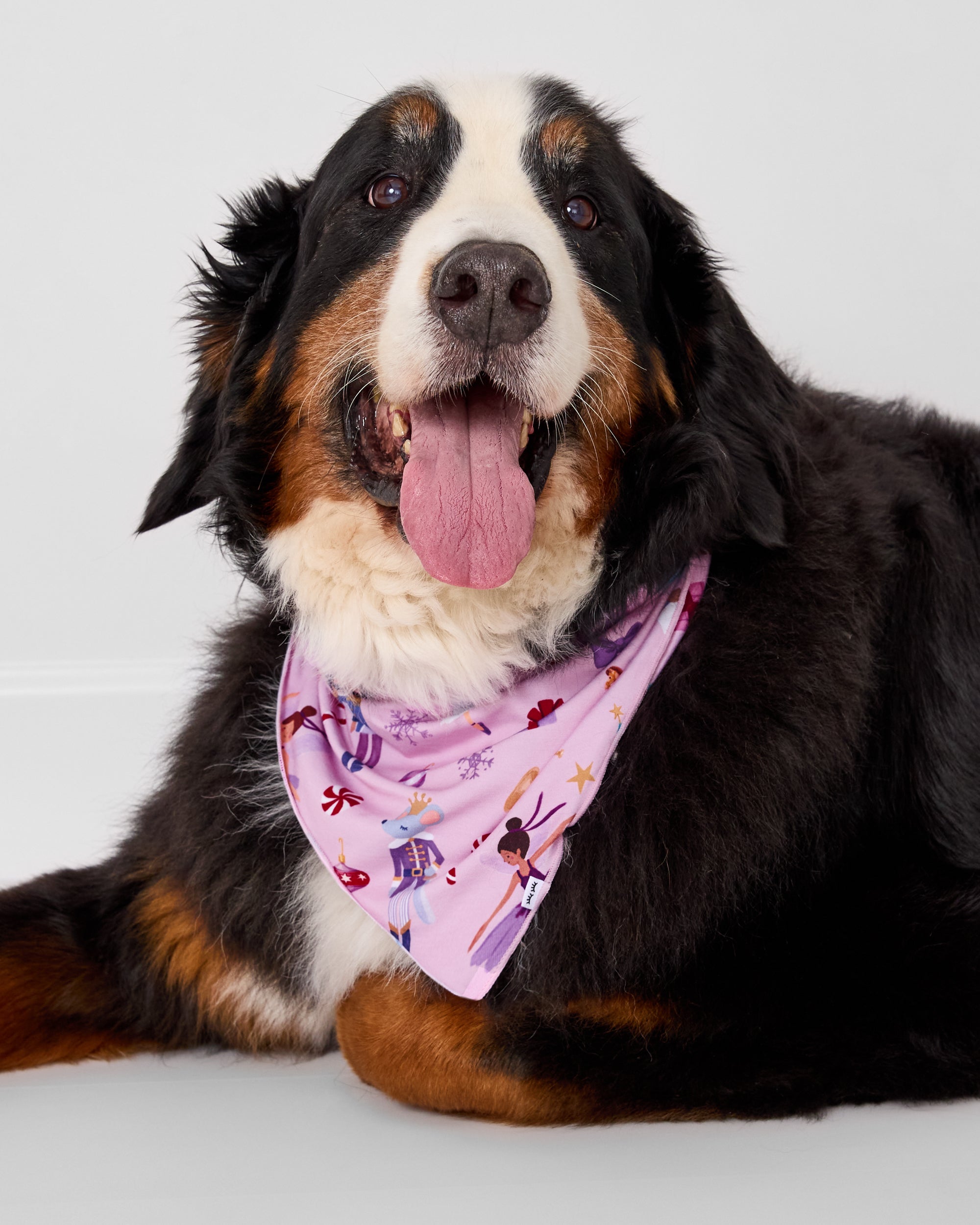 Large dog wearing the Nutcracker Ballet Pet Bandana