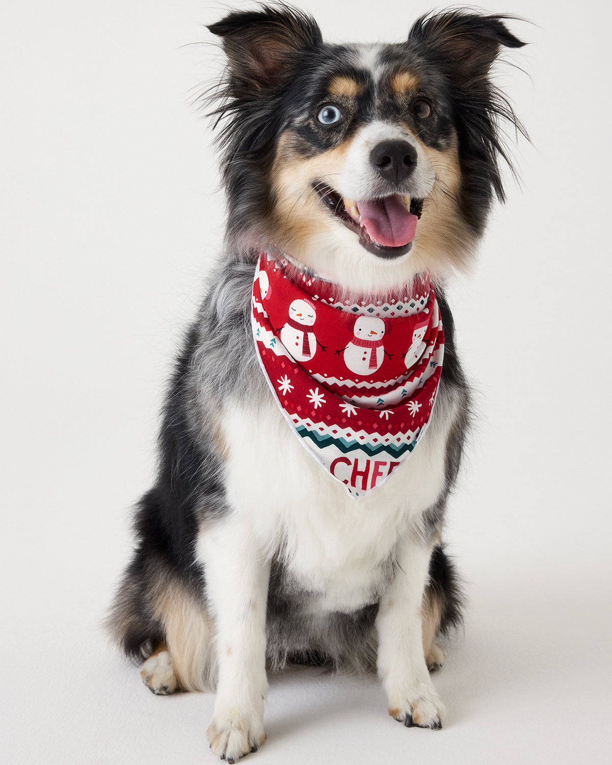 A black, white, and tan dog wearing a red holiday bandana with snowman and sweater patterns, sitting against a plain light gray background.