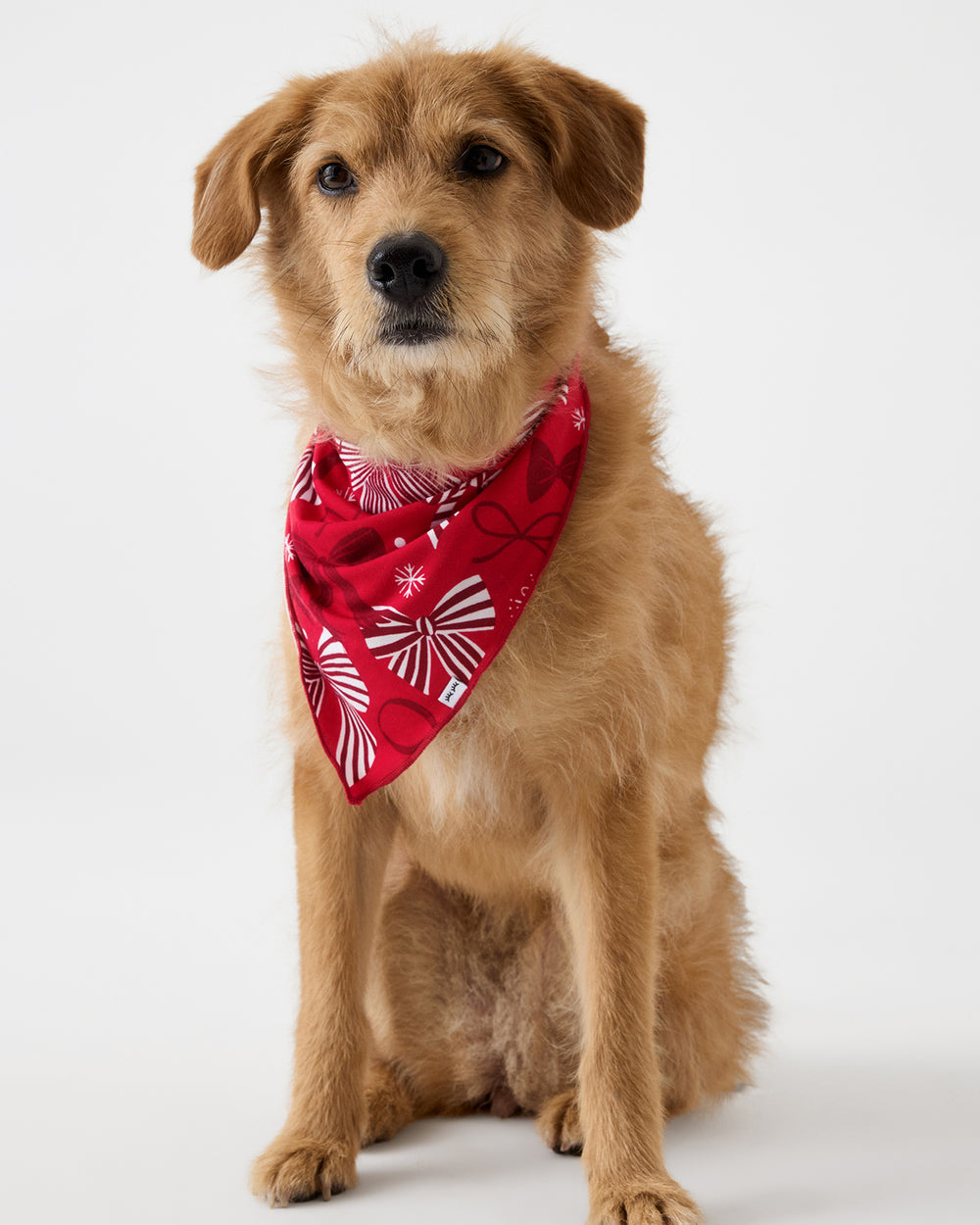 A golden retriever dog sitting against a white studio background, wearing a red bandana with a white bow pattern.