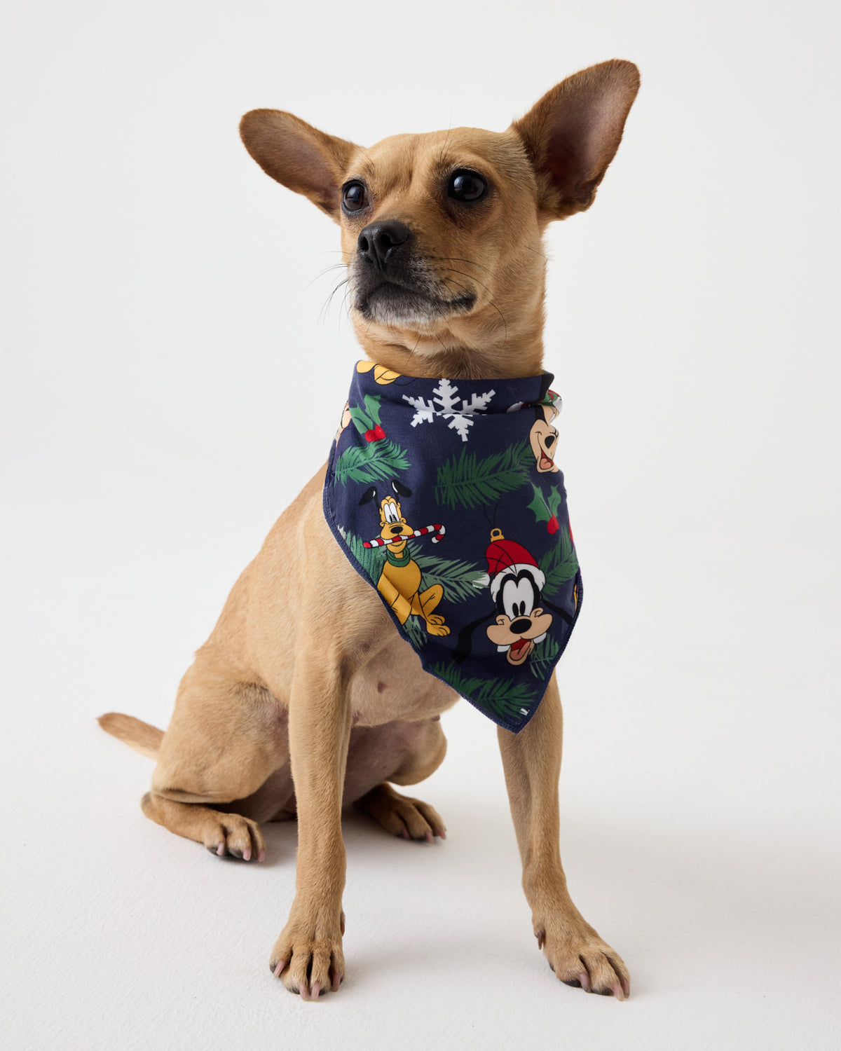A small tan dog wearing a navy blue bandana with a festive cartoon print of Mickey Mouse, Donald Duck, Goofy, and Pluto with snowflakes and pine branches, photographed against a seamless white studio background.