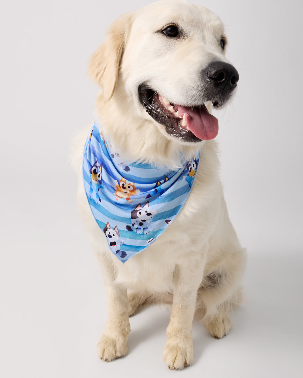 Large dog wearing the Bluey Dance All Day Pet Bandana