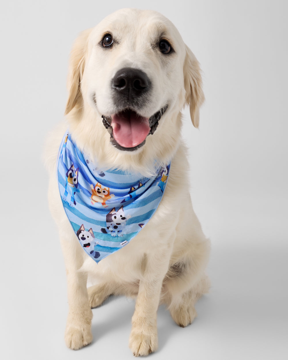 Yellow lab wearing the Bluey Dance All Day Pet Bandana