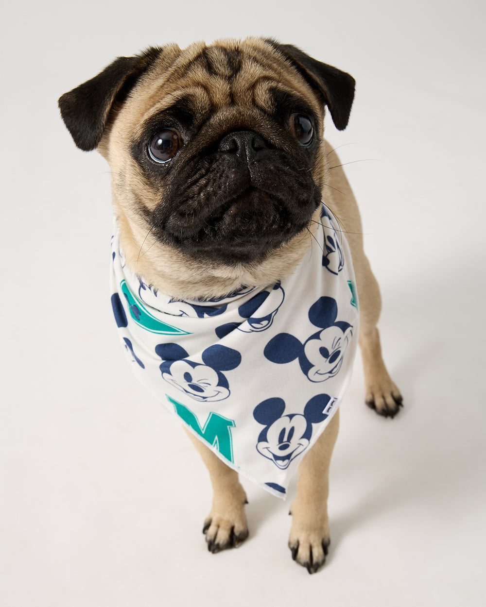 Small dog wearing the Disney Varsity Mickey Mouse Pet Bandana