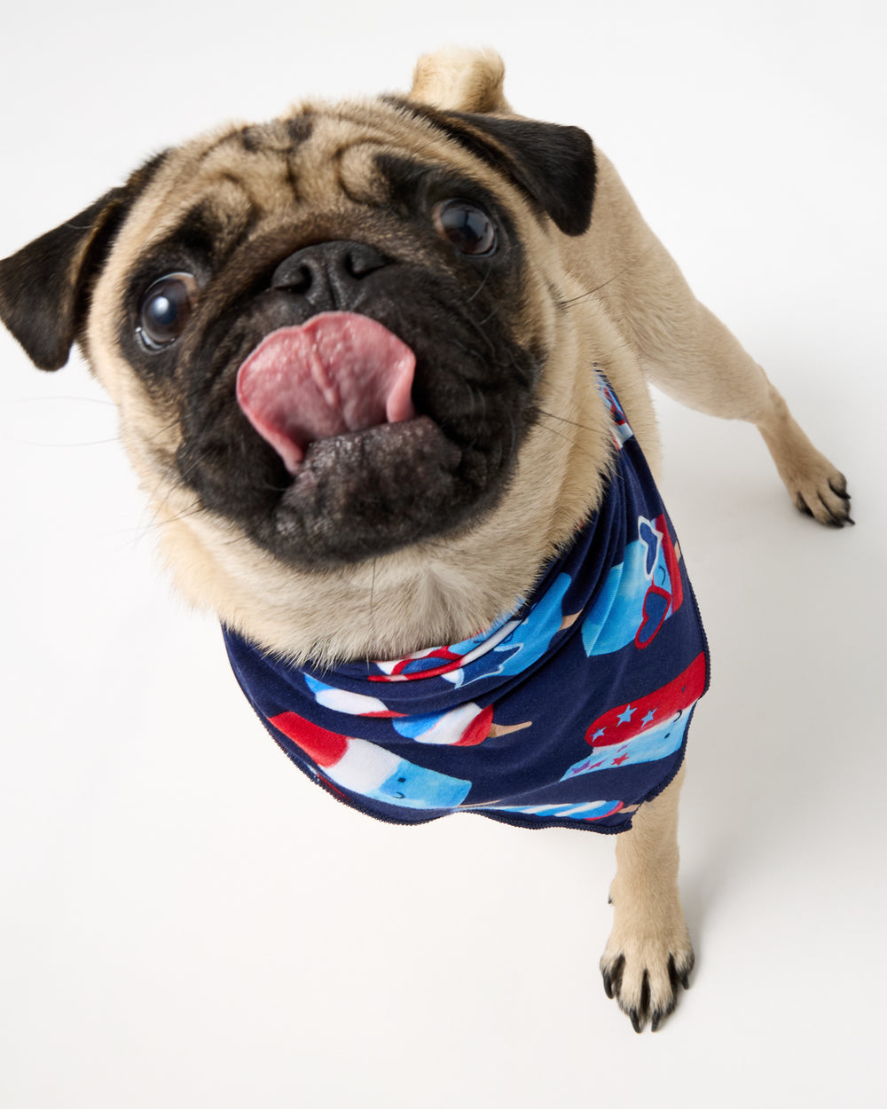 Small dog wearing the Sparkle Treats Pet Bandana