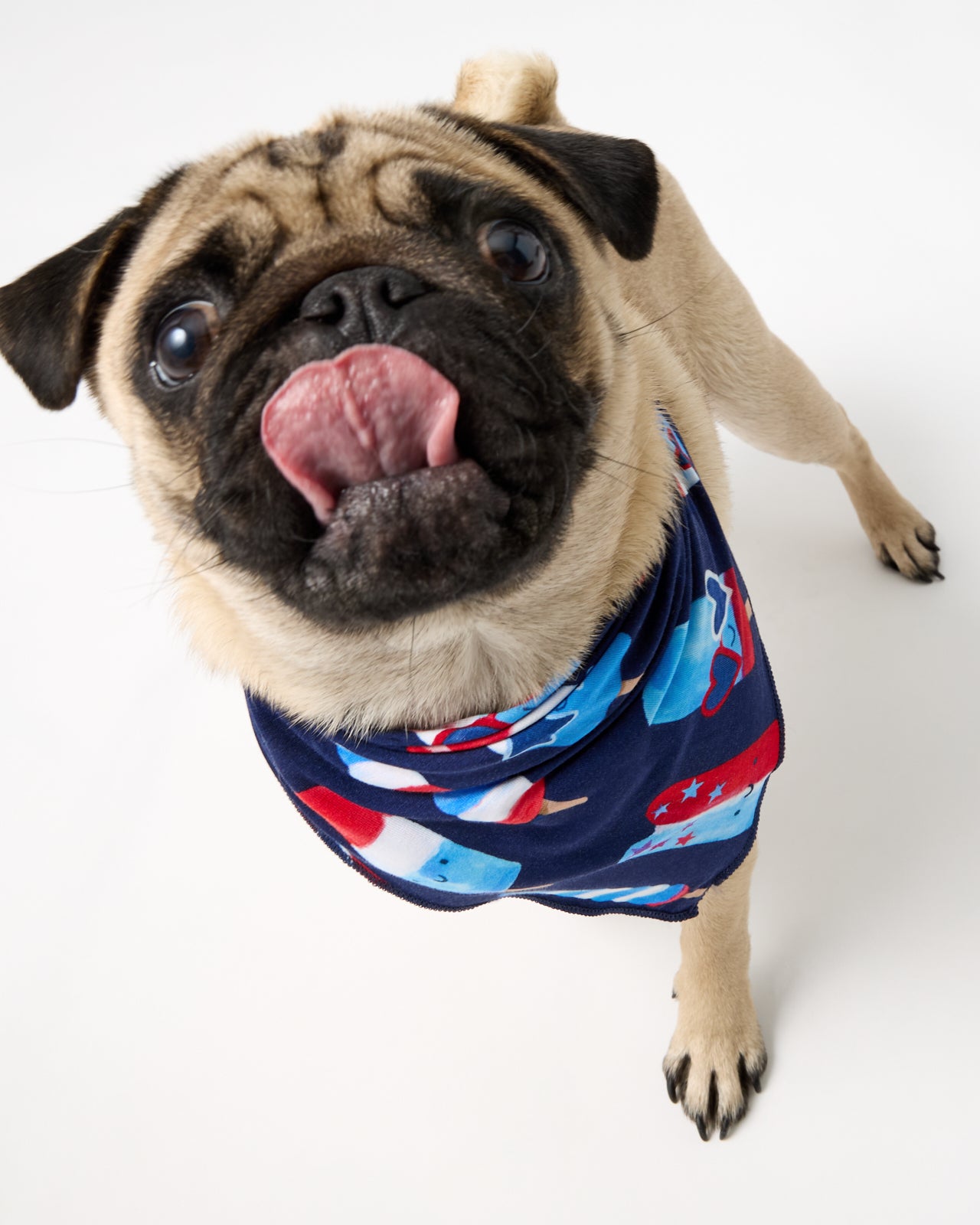 Small dog wearing the Sparkle Treats Pet Bandana
