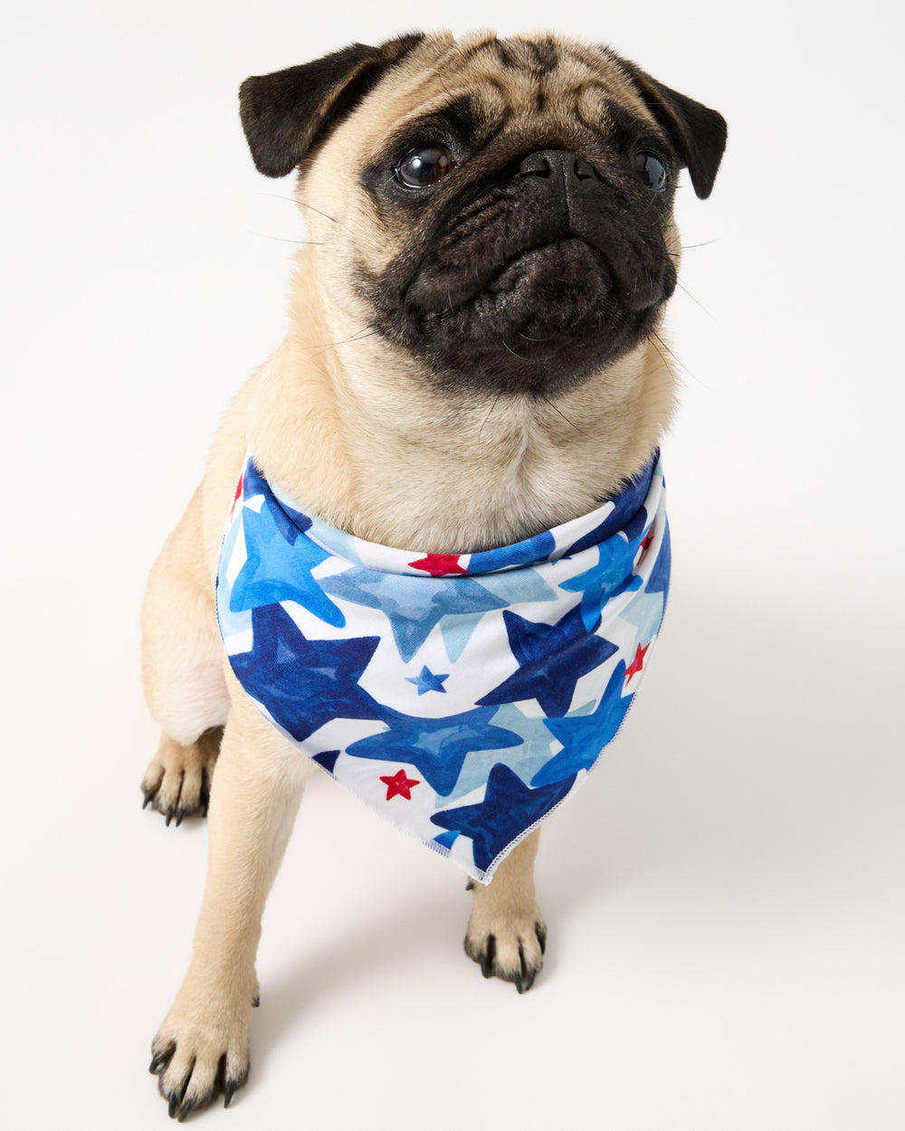 Pug wearing the Starry Splash Pet Bandana