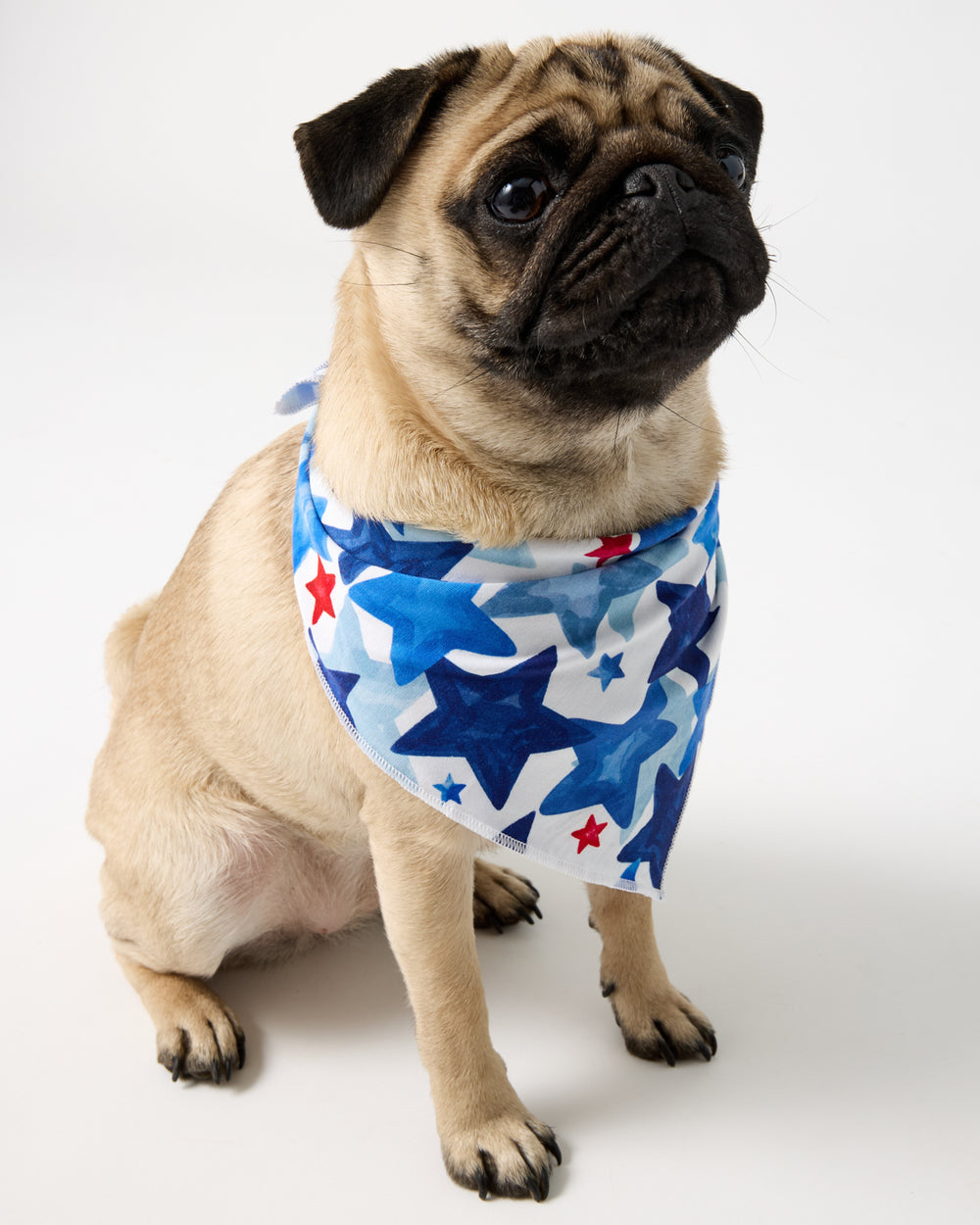 Small dog wearing the Starry Splash Pet Bandana