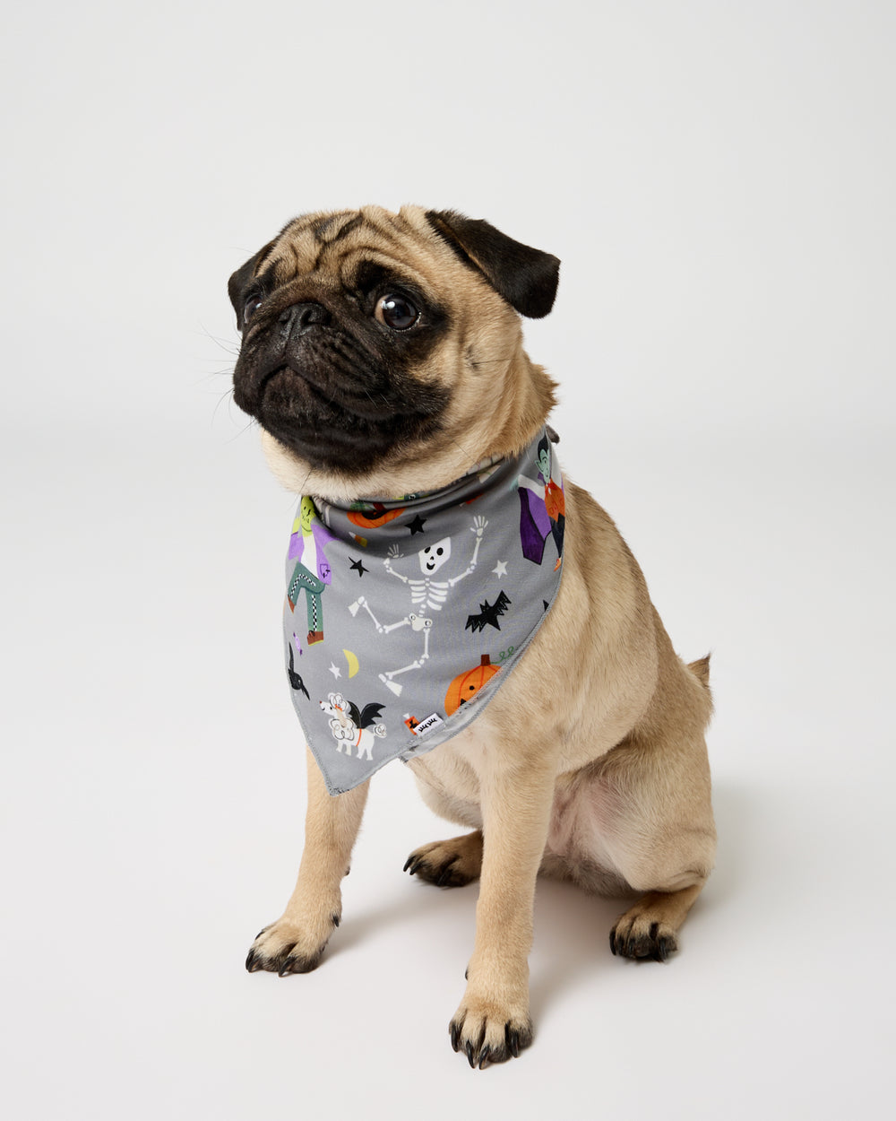 Small dog wearing the Dracula's Disco Pet Bandana