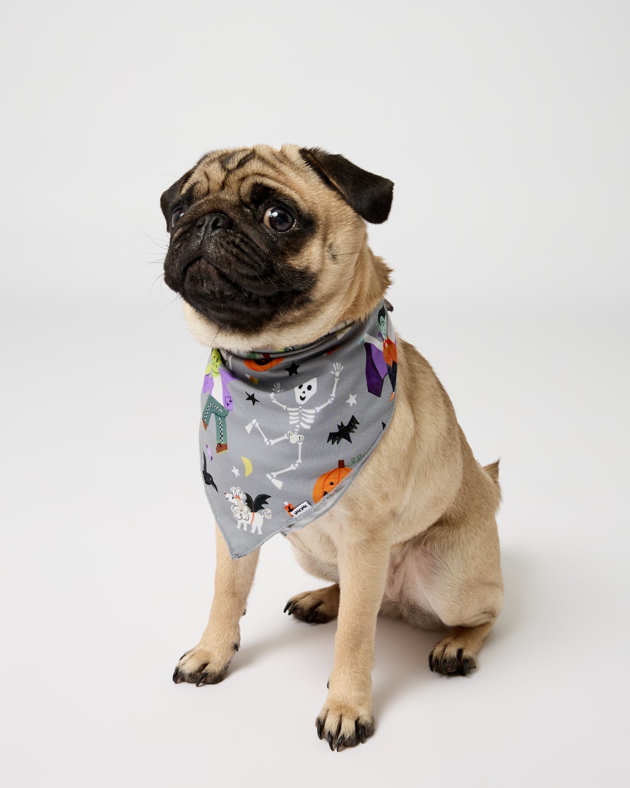 Small dog wearing the Dracula's Disco Pet Bandana