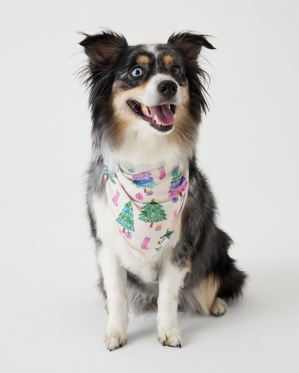 A black, white, and tan dog wearing a festive pink bandana with Christmas tree and stocking patterns, sitting against a solid light gray background.