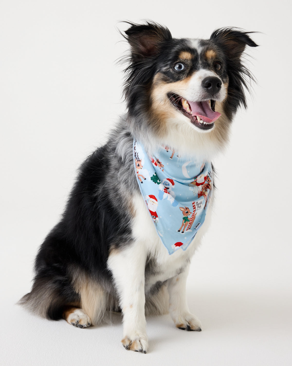 Dog wearing the Rudolph's Snowy Adventure Pet Bandana