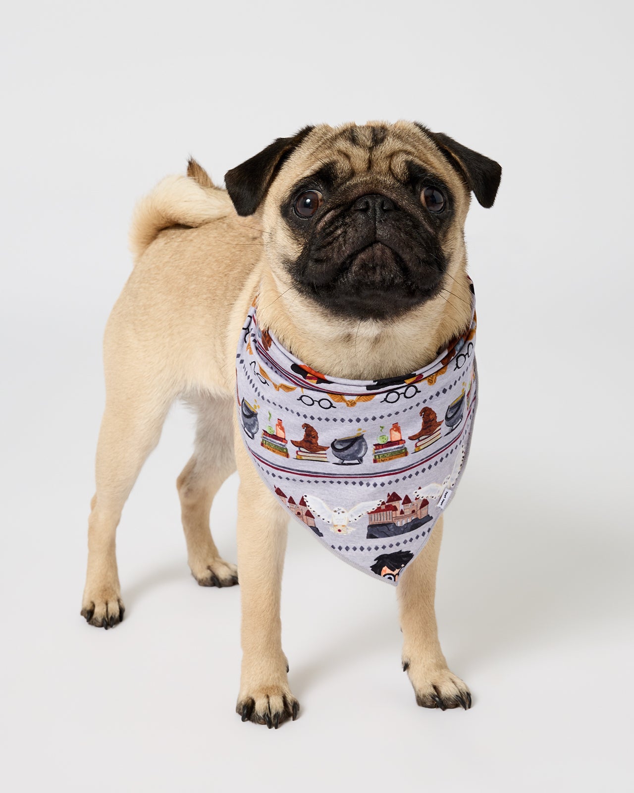 Small dog wearing the Harry Potter™ Spellbinding Studies Pet Bandana