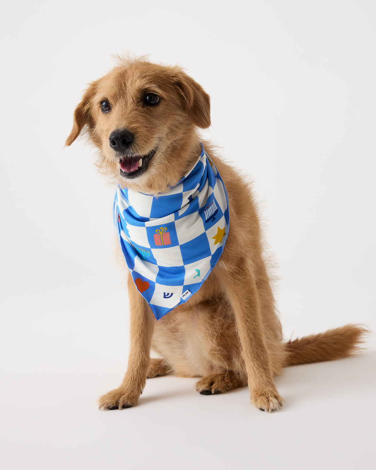 A golden retriever dog wearing a blue and white checkered bandana with small colorful Hanukkah icons, sitting against a plain white studio background.