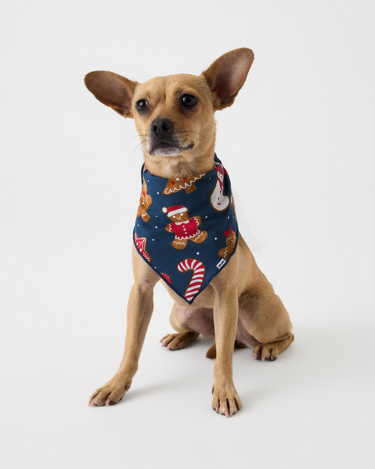 A small tan dog wearing a navy blue holiday-themed bandana with gingerbread men, candy canes, and snowman prints, photographed against a white studio background.