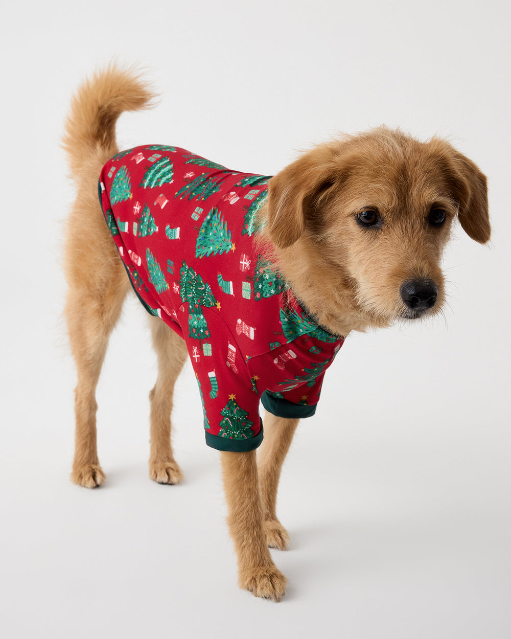 A tan dog wearing a red holiday-themed pet sweater with a green Christmas tree and gift pattern, standing against a light gray studio background.