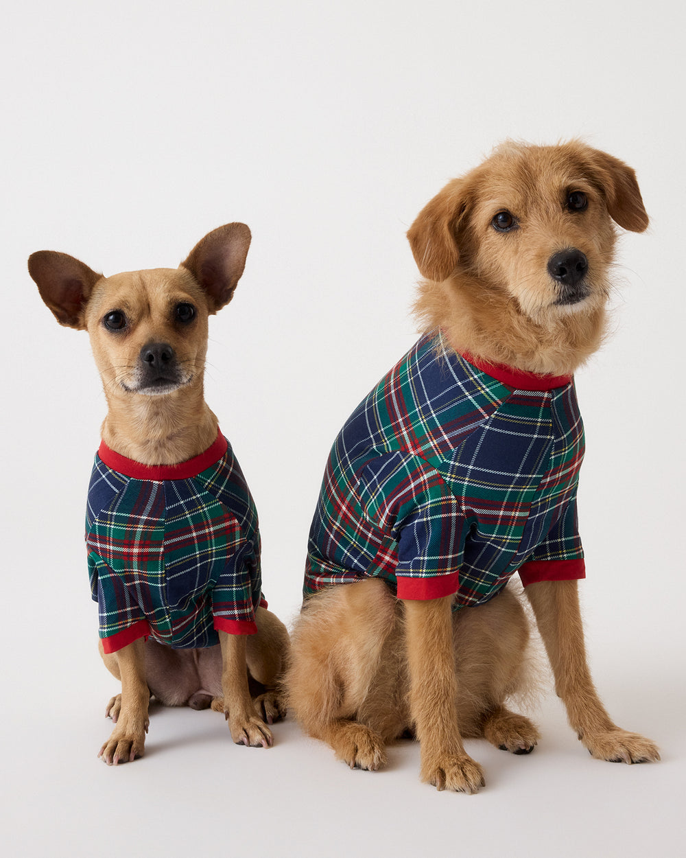 Two small dogs wearing matching plaid pet shirts, photographed against a clean light gray studio background. 