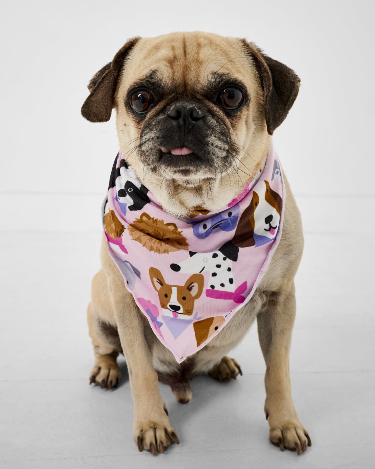 Pug wearing the Pink Puppy Parade Pet Bandana