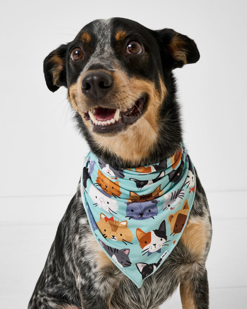 Dog wearing the Purrfect Pals Pet Bandana