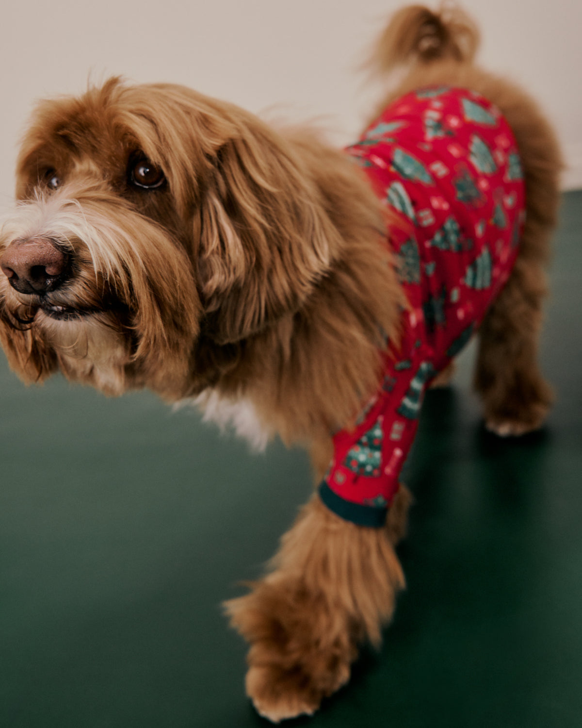 A fluffy brown dog wearing a red holiday-themed pet outfit with green tree patterns, standing on a dark green floor against a plain beige wall.