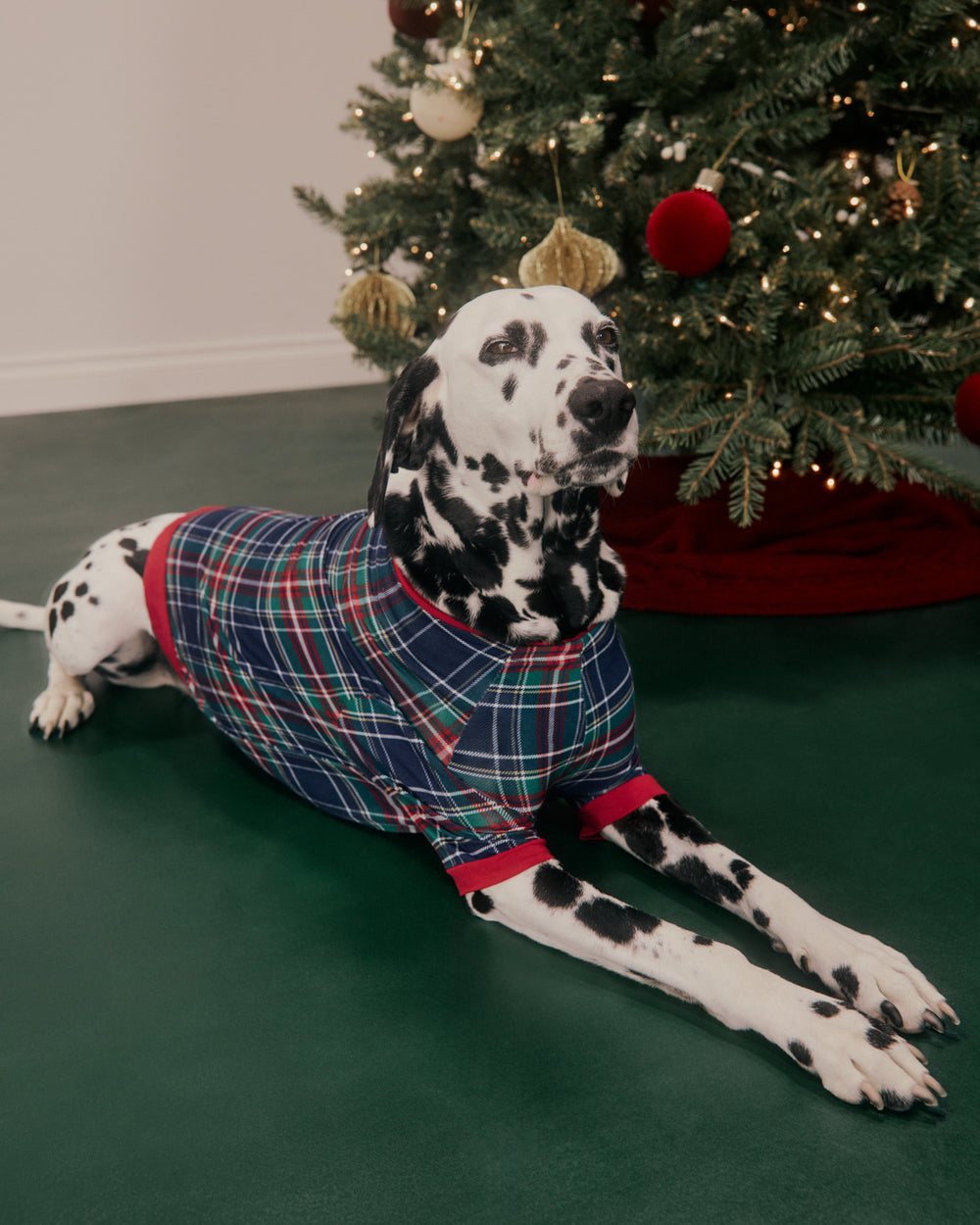 A Dalmatian dog wearing a navy blue plaid dog sweater with red and green accents, lying on a dark green floor in front of a decorated Christmas tree.
