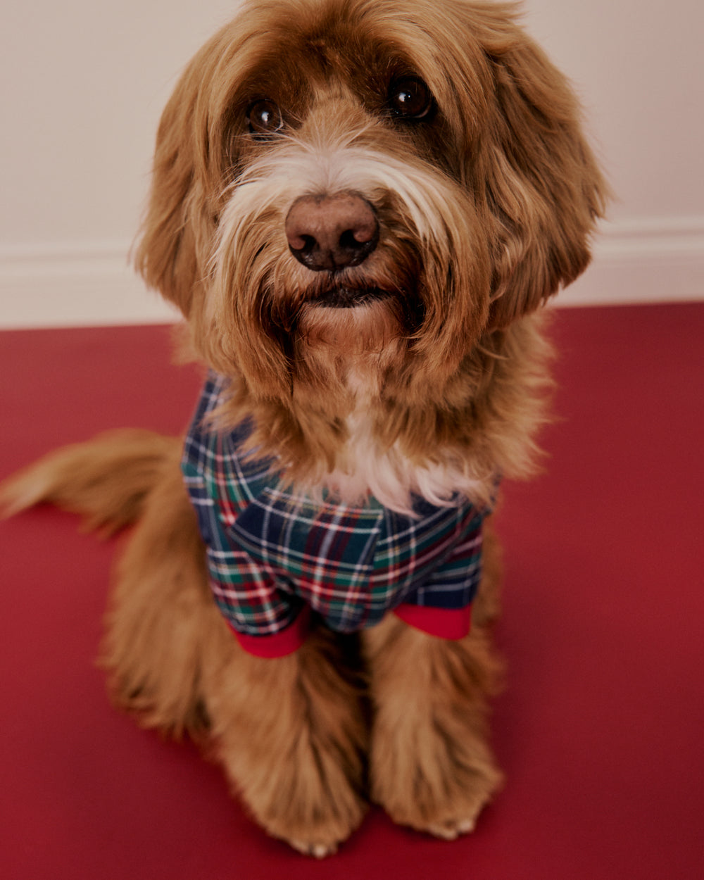 A fluffy brown dog wearing a blue, green, and red plaid pet sweater, sitting on a red floor against a white wall.