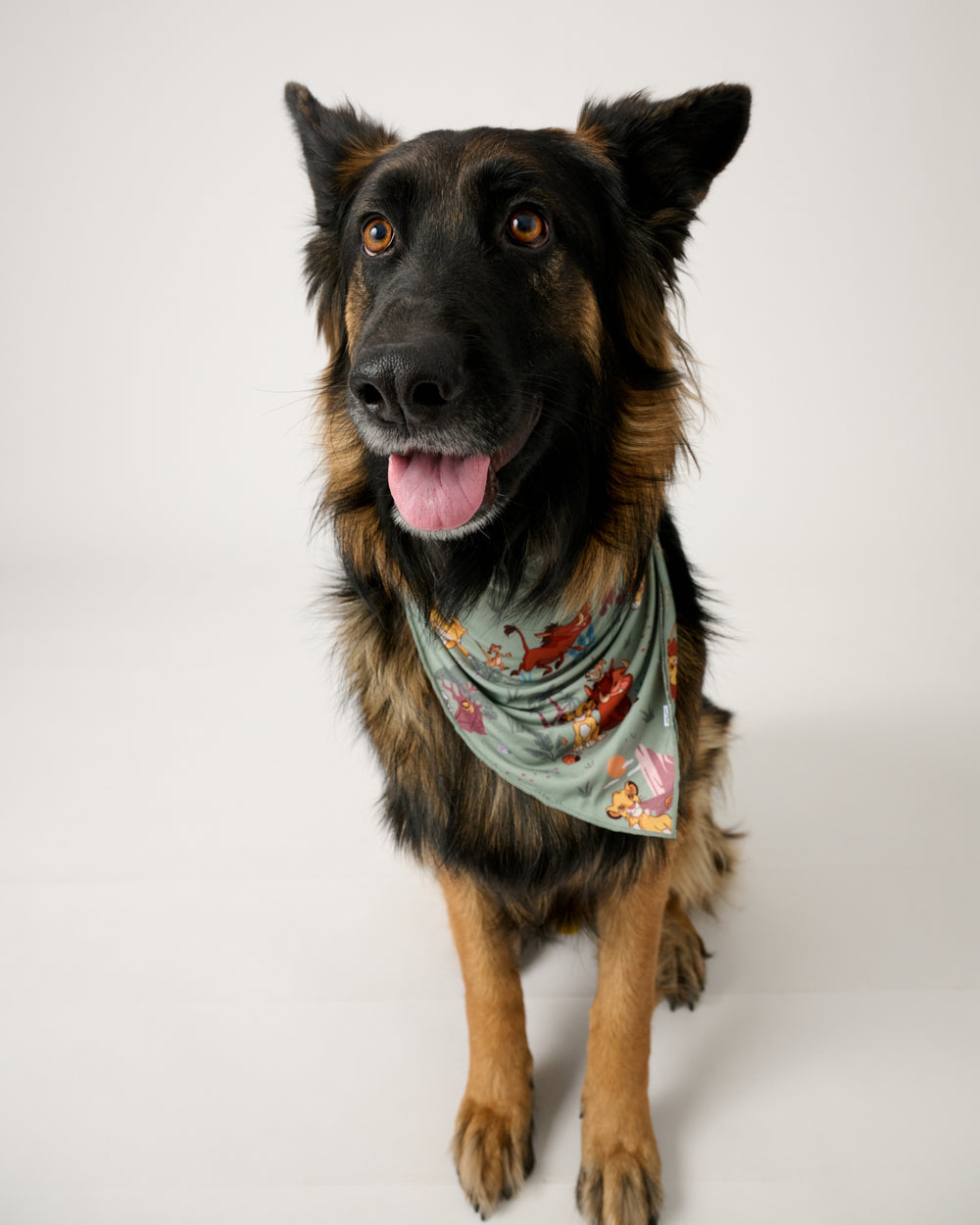 Large dog wearing the Simba's Safari Pet Bandana