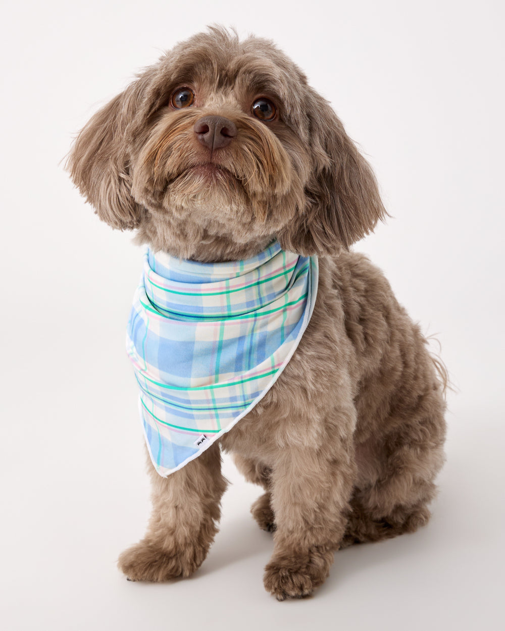 Sitting dog wearing the Springtime Plaid Pet Bandana