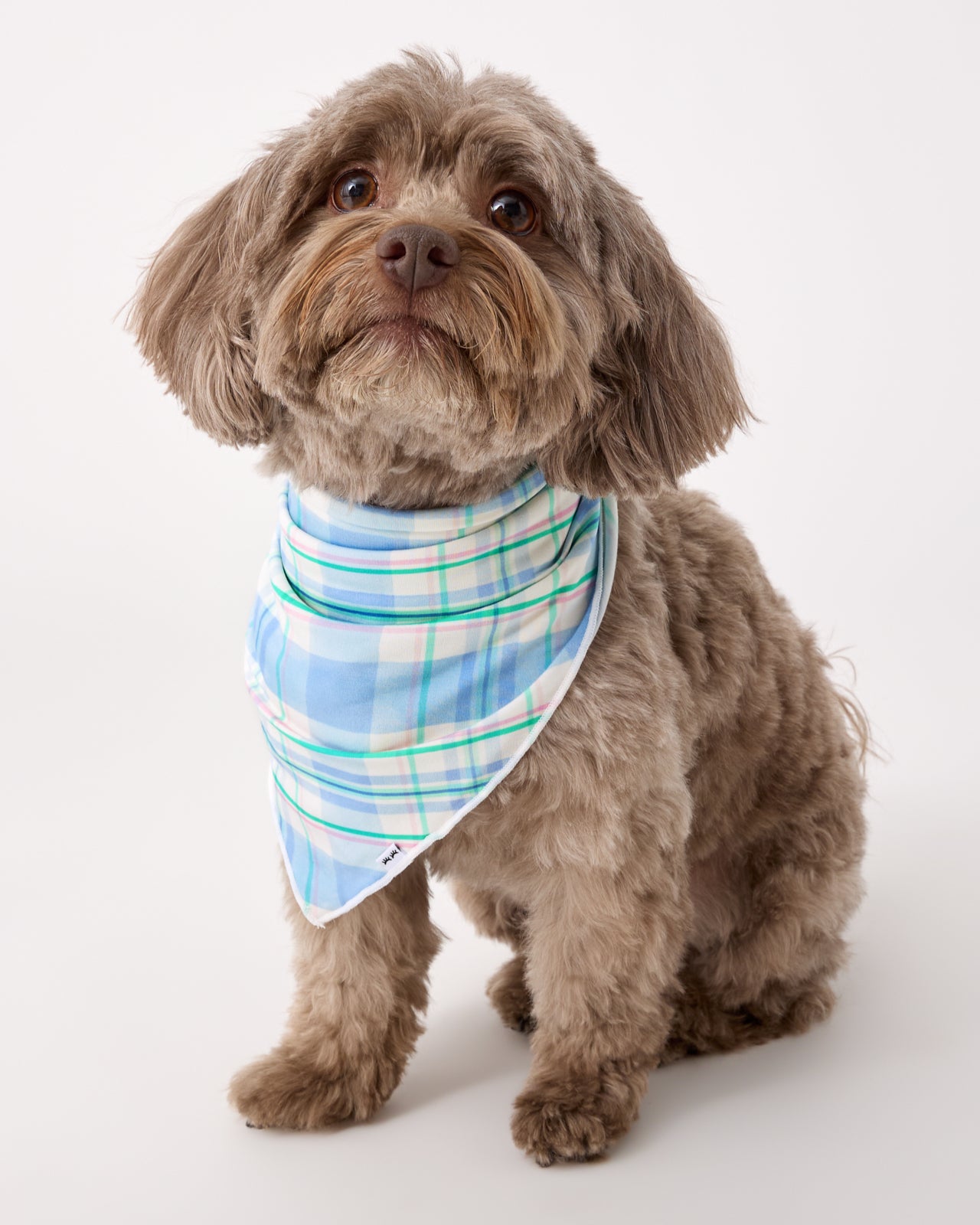 Sitting dog wearing the Springtime Plaid Pet Bandana