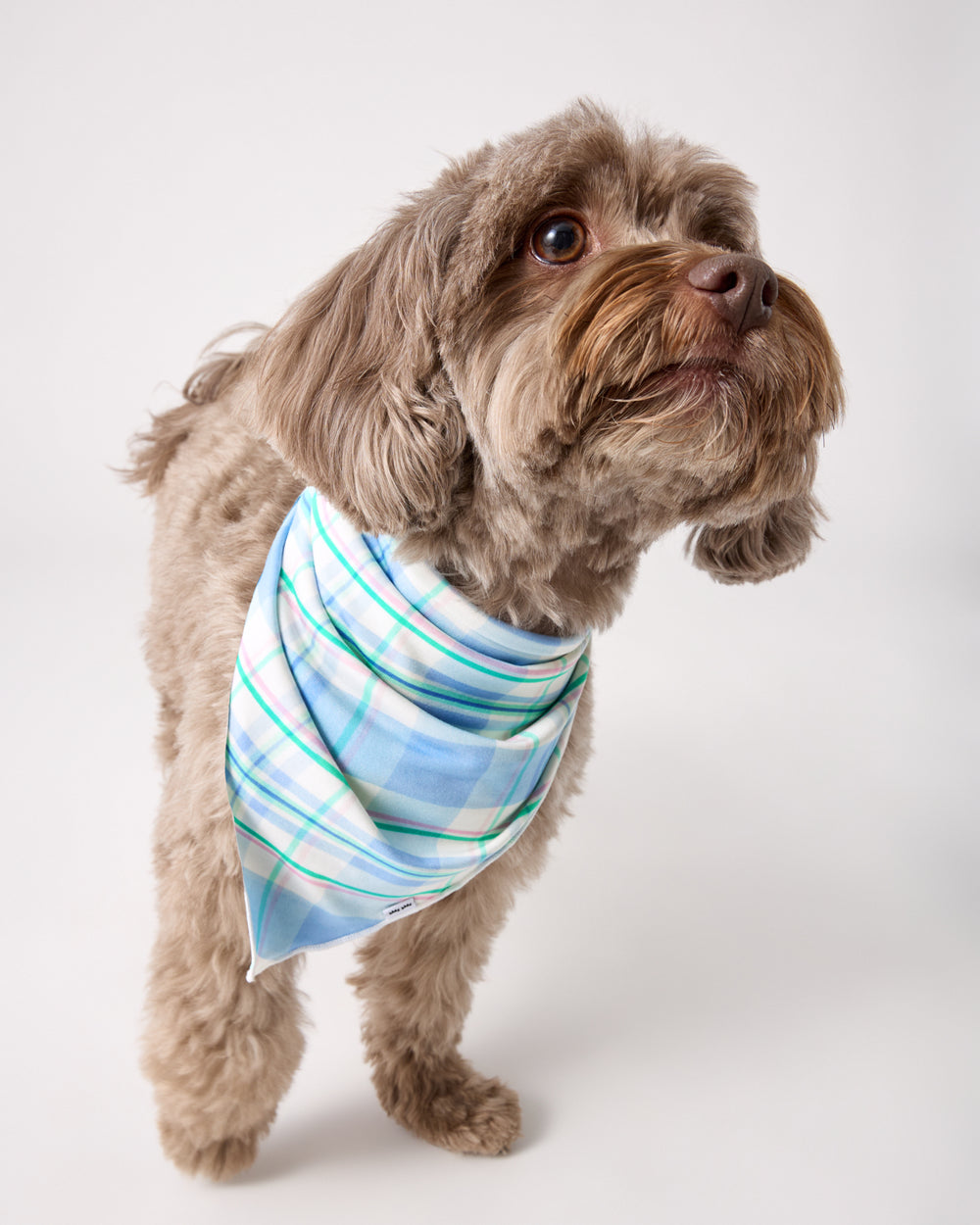 Small dog wearing the Springtime Plaid Pet Bandana